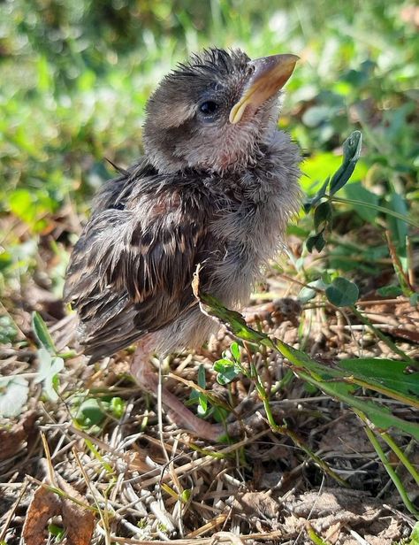 baby sparrow Sparrow Bird Photography, Sparrow On Branch, Red Headed Sparrow, Baby Sparrow, House Sparrow Photography, Baby Bird, Bird Art, Cute Animals, Birds