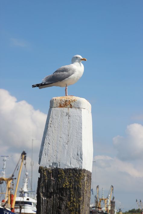 Seagull Harbour Oudeschild Texel Island - meeuw Netherlands Windmills, Dead Of Summer, British Beaches, Beach Colors, Seaside Theme, British Seaside, Maine Coast, Red Light District, Beach Color