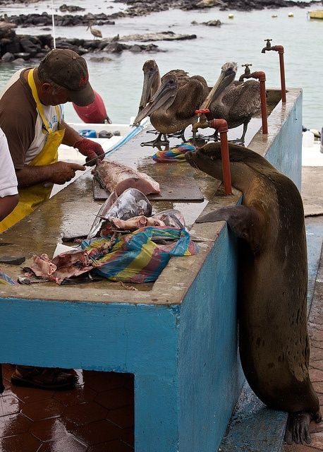 Lunch Cart, Santa Cruz Galapagos, Brown Pelicans, Lion Fish, Fish Market, Galapagos Islands, Sea Lion, The Fish, A Sea