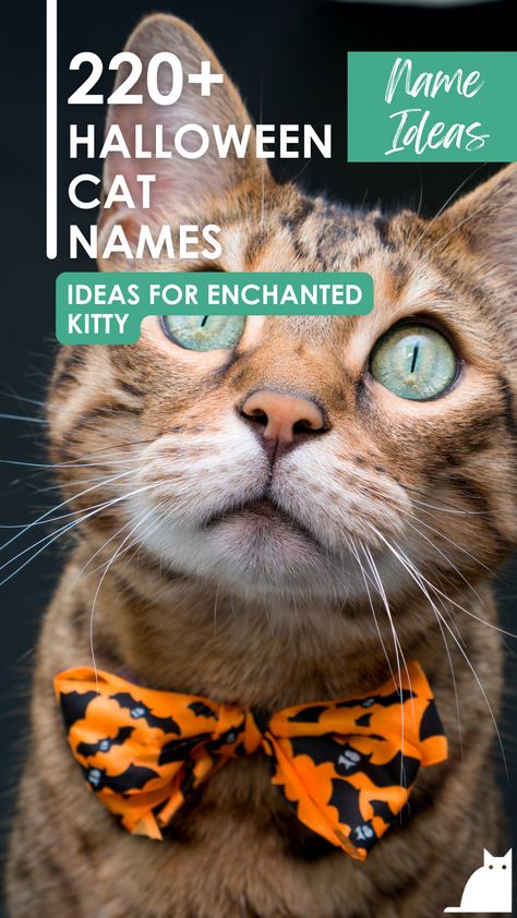 We have a multitude of names related to this holiday, so if you want a fun, sweet, or scary name, you’ll find it here! Autumn Names, Fall Names, Cat Names Ideas, Halloween Names For Cats, Autumn Name, Names For Cats, Scary Names, Excited Cat, Halloween Names