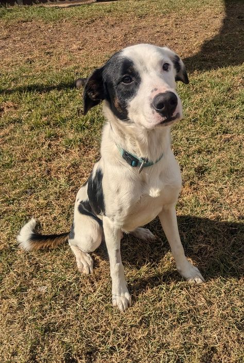 Pixel | RSPCA Adopt a pet American Staffordshire Bull Terrier, Black And White Coat, Zest For Life, Active Family, Border Collie Mix, Collie Mix, Mental Stimulation, Royal Canin, American Staffordshire