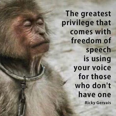 Animal Cruelty Quotes, Animal Rights Quotes, Animal Activism, Vegan Quotes, Ricky Gervais, Quotes Tattoos, Stop Animal Cruelty, She Wolf, Animal Advocacy