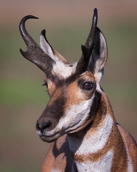 Mogens Trolle on Instagram: “Portrait of a pronghorn male from the plains of Grand Teton National Park, USA.” Antelope Tattoo, Antelope Hunting, Antelope Animal, Pronghorn Antelope, Regard Animal, Big Horn Sheep, Canadian Wildlife, Instagram Portrait, Deer Family