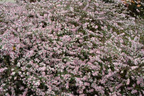 Aster Lady In Black, Calico Aster, Holly Shrub, Goth Cottage, Net Storage, Lady In Black, Grand Garden, Redbud Tree, Purple Leaves