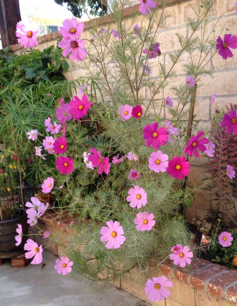 My Beautiful Cosmos Cosmos Flowers Garden, Pink Cosmos Bouquet, Cosmos Purity Flower, Cosmos Garden, Climbing Flowering Vines, Pink Cosmos Flowers, Patio Gardening, Cosmos Bipinnatus, Pink Cosmos