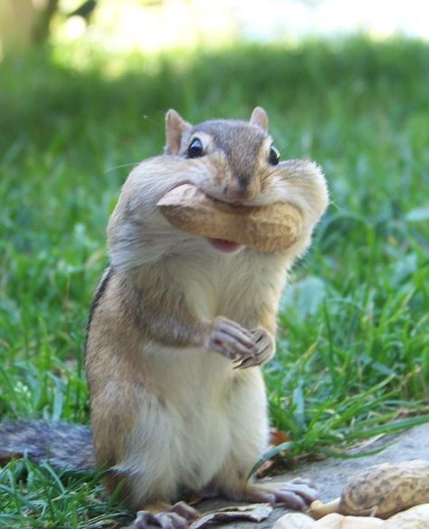 Cute Squirrel, Cute Hamsters, Cute Animal Pictures, Sweet Animals, Funny Animal Pictures, You Can, Chipmunks, Cute Little Animals, 귀여운 동물