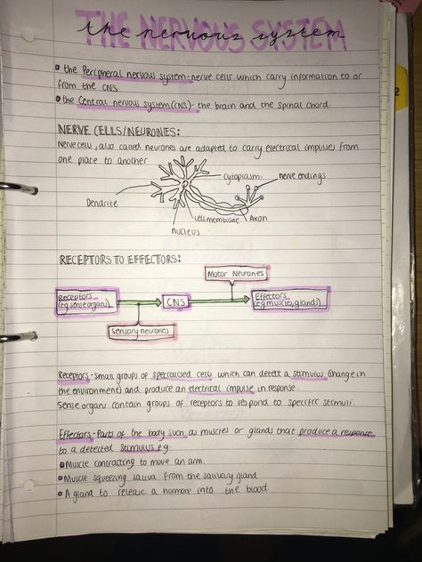 Biology Notes Nervous System, The Nervous System Notes, Nursing School Aesthetic Notes, Nervous System Notes Aesthetic, Nursing School Notes Study Guides Free, Nursing Notes Aesthetic, Aesthetic Revision Notes, Nervous System Notes, Gcse Revision Notes