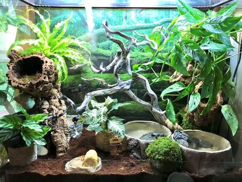 Hermit Crab Vivarium w/ live plants, 101 gallons - HCA: Hermit Crab Association Hermit Crab Pools, 10 Gallon Hermit Crab Tank Ideas, Diy Hermit Crab Habitat Ideas, Hermit Crab Tank Setup, Hermit Crab Terrarium, Crabitat Ideas Diy Hermit Crab Habitat, Hermit Crab Enclosure, Hermit Crab Habitat Ideas, Crab Terrarium