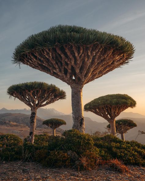 Have you ever heard of a dragon blood tree? 🐉 🩸 🌳 This is the Dracaena cinnabari and might be the coolest looking tree I’ve ever seen on this planet. Only located on the small island of Socotra these trees got the nickname dragon blood because of its blood like colour sap. These trees grow extremely slow taking 100’s of years to get to what we see in the photos. last photo is an 18 year old tree and it’s only a little shrub. 😅 Anyways if you would like to see these magical trees you need to g... Socotra Dragon Tree, Dracaena Cinnabari, Dragon Plant, Magical Trees, Socotra Island, Dragon Blood Tree, Record Stand, Socotra, Dragon Tree