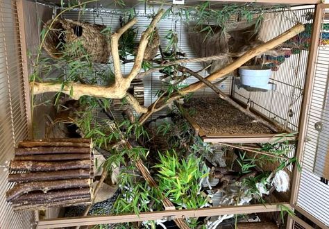 Introducing Bioactive and Naturalistic Principles to Your Rat Cage Bioactive Mouse Enclosure, Natural Rat Cage Setup, Budgie Cage Setup Ideas, Naturalistic Rat Cage, Bioactive Rat Cage, Rat Enrichment Ideas, Natural Rat Cage, Squirrel Cage Ideas, Mice Cage Ideas