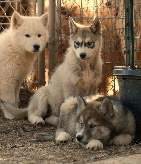 Wolf-Dog Puppies. So friggin cute. I want one. Ilike the far one on the right. I want a white wolf dog. White Wolf Dog, Wolf Puppies, Wolf Dog Puppy, Wolf Pups, Wolf Hybrid, Wolf Pup, Wolf Dog, Beautiful Dogs, Animals Friends