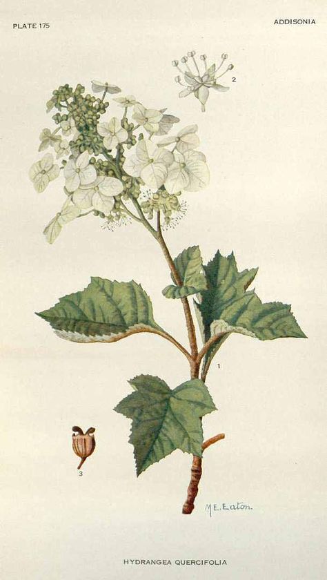 Oakleaf Hydrangea (Hydrangea quercifolia) Habitat Garden, Hydrangea Quercifolia, New York Botanical Garden, Oakleaf Hydrangea, Korean Painting, Antique Botanical Print, Botanical Tattoo, Vintage Botanical Prints, Botanical Drawings