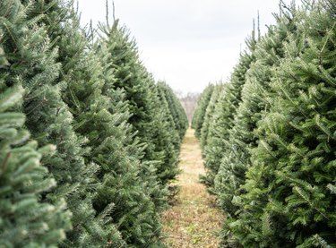 How to Grow Pine Trees From Cuttings | Hunker Types Of Christmas Trees, Spruce Tree, Real Christmas Tree, Christmas Tree Candles, Handcrafted Candles, Christmas Phone Wallpaper, Fresh Christmas Trees, Black Christmas Trees, Meaning Of Christmas