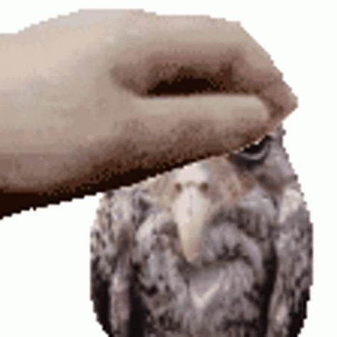 Funny Owl Wet Owl Sticker – Funny Owl Funny Owl – discover and share GIFs Wet Owl Funny, Owl Gifs, Wet Owl, Owl Meme, Owl Funny, Owl Stickers, Funny Owls, Sticker Funny, Funny Stickers