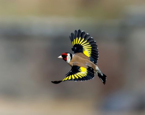 European Goldfinch European Goldfinch, Nature And Animals, Alien Abduction, Paper Birds, Types Of Animals, Rare Birds, Goldfinch, All Birds, Amazing Animals