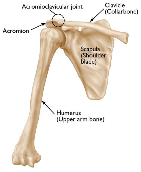 Bony Landmarks, Scapula Bone, Sports Injury Prevention, Shoulder Anatomy, Patellofemoral Pain Syndrome, Preparing For Surgery, Arm Bones, Rehabilitation Exercises, Dog Spa