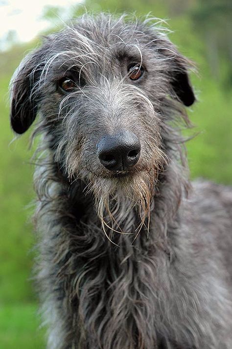 Deer Hound, Handsome Dog, Scottish Deerhound, Head Tilt, Psy I Szczenięta, Guard Dog, Afghan Hound, Irish Wolfhound, Interesting Faces