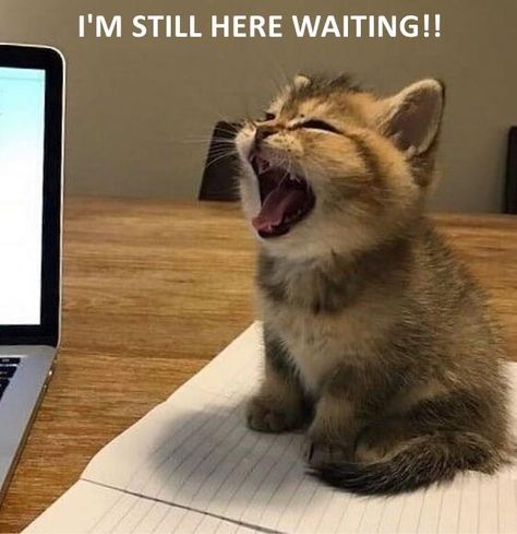 I'M STILL HERE WAITING!! Small Kittens, Kittens Funny, Funny Cat Memes, Cute Cats And Kittens, Silly Cats, Cat Clothes, Cute Kittens, Beautiful Cats, 귀여운 동물