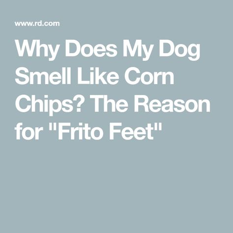 Why Does My Dog Smell Like Corn Chips? The Reason for "Frito Feet" Dog Smells Like Corn Chips, Dog Paws Smell Like Fritos, Shampoo Design, Dog Breath, Paw Cleaner, Dog Smells, Dog Wash, Dog Facts, Corn Chips