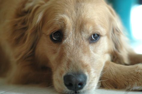 The three things that can hurt your dog's feelings, backed by a vet Puppy Potty Training, Golden Retriever Owner, Golden Retriever Rescue, Potty Training Puppy, A Vet, What Dogs, Miss Her, I Miss Her, Golden Retriever Puppy