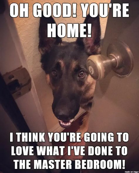 22 German Shepherd Memes That Will Make You Cry Laughing - The Paws Dogs With Babies, Baby German Shepherds, German Shepherd Memes, German Shepherd Funny, Funny German Shepherd, German Shepards, Animal Humor, Funny Dog Memes, Dog Door