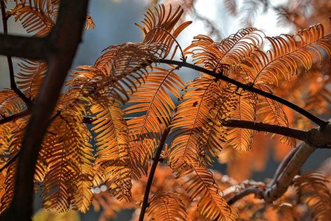 Dawn Redwood: an Ancient Beauty for Ample Gardens. Quite worthy of the space it needs. Sun Valley Red Maple Tree, Yard Trees, Dawn Redwood, American Yellowwood Tree, Dawn Redwood Tree, Red Wood Forest California, Incredible Nature, Trees For Front Yard, Tree Garden