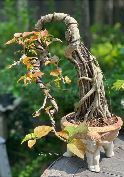 Japan Bonsai 🇯🇵 | Ficus rumphii 🌳😊😬🙏 How To Grow Bonsai, Ficus Bonsai, Bonsai Ficus, Bonsai Techniques, Garden Decor Projects, Bonsai Art, Art Tree, Bonsai Plants, Bonsai Trees