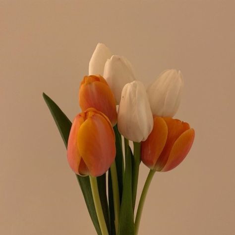 pinterest @kassidycorbin ✰ Orange Icons:), Orange Tulips, Orange You Glad, Orange Aesthetic, Flower Therapy, Aesthetic Colors, Tulips Flowers, Orange Blossom, Color Themes