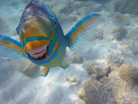 Smiling fish with teeth. So funny lol (parrot fish) they clean coral and make sand, why they seem so happy! Facts About Nature, Smiling Fish, Parrot Fish, Tropical Parrot, About Nature, Fascinating Facts, Baby Owls, Weird Animals, White Sand