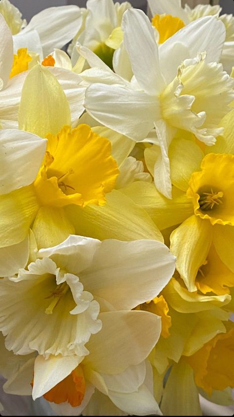 Daffodil Flower Aesthetic, Daffodil Aesthetic, Daffodils Aesthetic, Daffodil Photography, Here's To The Fools Who Dream, March Birth Flowers, Yellow Daffodils, Abstract Canvas Painting, Birth Flowers