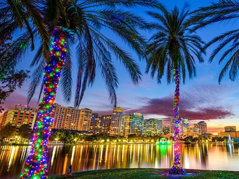 Create Your Own Slice of Paradise with Palm Tree Lights Lights On Palm Trees, Palm Tree Christmas Lights, Orlando Skyline, Trees Pictures, Palm Tree Lights, Pictures For Wall, Things To Do In Orlando, Florida Palm Trees, Christmas Things To Do