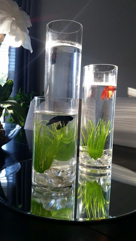 Betta fish tank - live centrepiece Vase Fish Tank Ideas, Plant Fish Tank Ideas, Vase Aquarium, Betta Fish Bowl, Vase Fish Tank, Fish Tank Ideas, Indoor Aquaponics, Fish Tank Terrarium, Betta Aquarium