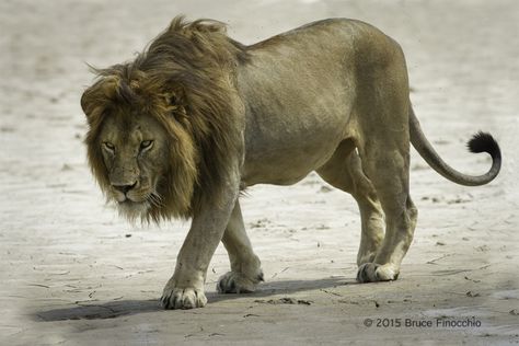 Lion Reference Photography, Lion Reference, Dream Catcher Images, Lion Playing, Lion Walking, Lion Sketch, Animal Action, Lion Photography, Lion Love