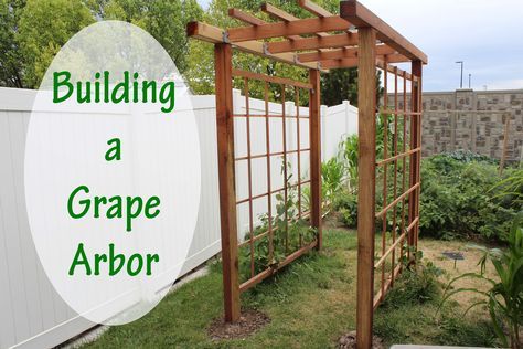 Building a Grape Arbor is easier than you might think. Check out this post to see how we built this simple but beautiful grape arbor at our home. Grape Arbors, Grow Berries, Traditional Homemaking, Garden Meditation, Grapes Growing, Grape Vine Trellis, Grape Trellis, Grape Arbor, Modern Homestead