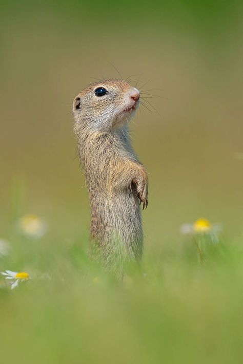 European Ground Squirrel (Spermophilus citellus) / Ecureuil terrestre d'Europe / Image by Florian Girardin from flickr Ground Squirrel, Sake, Art