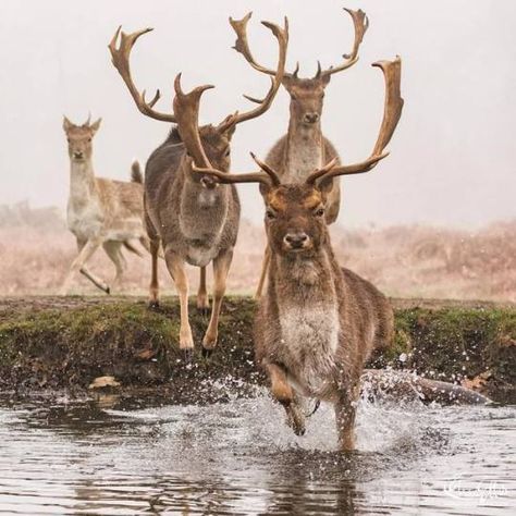 Beauty in all things... Running Deer, Deer Species, Fallow Deer, Richmond Park, Ozark Mountains, Wildlife Photos, Cute Pigs, Life Pictures, Wildlife Animals