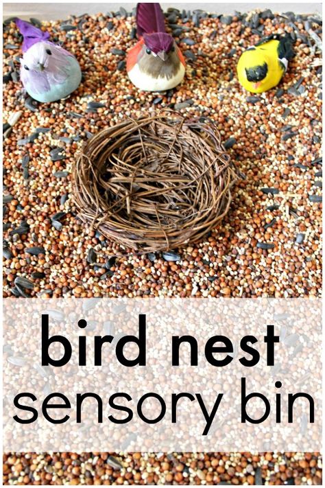 Bird Sensory Bin, Toddler Sensory Bins, Sensory Tubs, Animal Art Projects, Bird Nests, Toddler Sensory, Sensory Boxes, Spring Preschool, Sensory Bottles