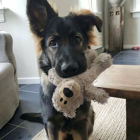 Sheppy Shep German Shepherd Puppy, Shepherd Puppy, Rottweiler Puppies, Cute Dogs And Puppies, Shepherd Puppies, German Shepherd Puppies, German Shepherd Dogs, Shepherd Dog, Beautiful Dogs