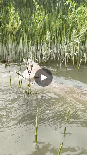 River monster  #USA #india | River monster  #USA #india | By DepEd Tayo - Dinasan NHS - 303680Facebook River Monsters, India, Quick Saves, Patisserie