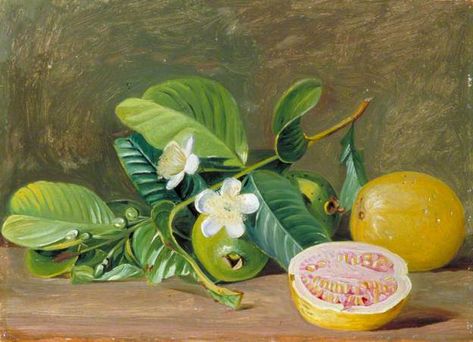 Guava Plant, Marianne North, Guavas, Flowers And Fruit, Botanical Painting, Kew Gardens, Art Uk, Fruit Art, Natural Frame