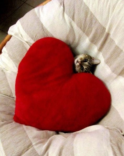 Awww, love. Baby Kittens, Crazy Cat Lady, Crazy Cats, Cat Pics, Cat Love, Red Heart, Kittens Cutest, A Heart, A Cat