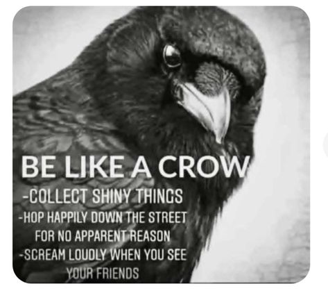 Crow Facts, Crow Spirit Animal, A Crow, Warrior Quotes, Animal Facts, Shiny Things, Black Bird, Good Advice, Spirit Animal