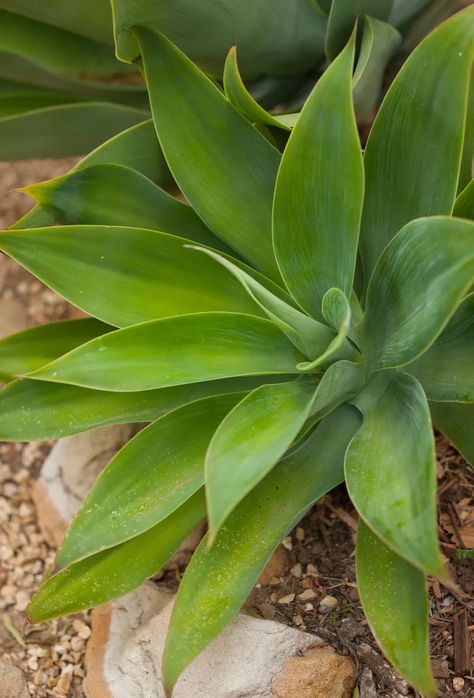 15 Hardy Types of Agave Plants That Can Handle the Cold Agave Plant Landscaping, Agave Plants, New Years Traditions, Gardening Trends, Decorating Advice, Agave Plant, Small Space Diy, Garden Print, Garden Pests