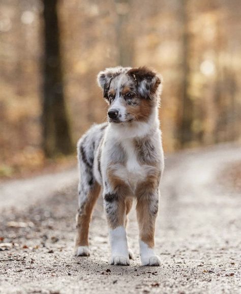 Blue Merle Aussie, Puppies Pictures, Cute Dogs Images, Very Cute Puppies, Aussie Puppies, Australian Shepherd Puppies, Aussie Dogs, Cute Dog Photos, Cute Animals Puppies