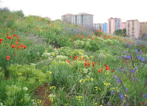 Urban Landscape Design and Biodiversity | InTechOpen Urban Biodiversity, Rockery Garden, Urban Landscape Design, Urban Nature, Green Roof, Plant Design, Urban Landscape, Square Design, Landscape Architecture