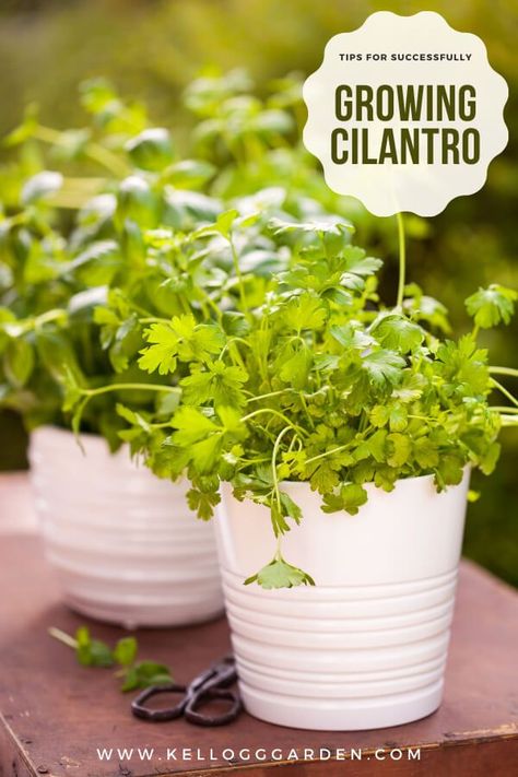 Even if you don’t love to cook with this herb, growing cilantro can benefit neighboring garden plants in many ways. Follow our guide to growing cilantro: planting care & tips to grow your own successful crop and get the most out of this culinary favorite. Windowsill Herbs, Grow Cilantro Indoors, How To Grow Cilantro, Grow Cilantro, How To Harvest Cilantro, Cilantro Plant, Cilantro Seeds, Growing Cilantro, Succession Planting