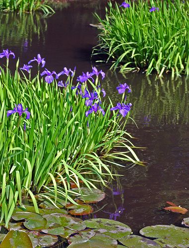 Big Gardens, Water Iris, Aquatic Plant, Japanese Water, Veggie Patch, Pond Plants, Ibaraki, Big Garden, Pretty Landscapes