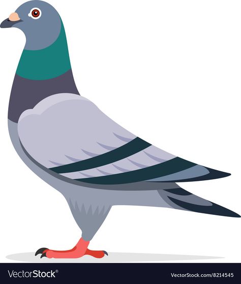 Pegion Bird Illustration, Peagons Bird, Peagons Drawing, Pigeon Character, Pigeon Images, Pigeon Clipart, Pigeon Vector, Pigeon Illustration, Birds Images