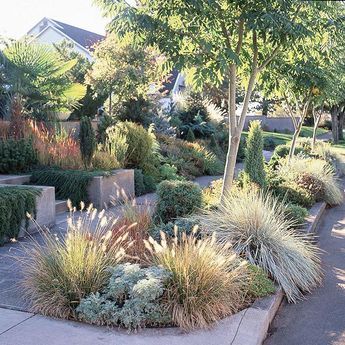 Foliage plants shine in this drought-tolerant garden. Many drought-tolerant plants offer less-showy blooms, but make up for it with interesting foliage, such as this Japanese bloodgrass. The combination of grass and concrete in many curb strips doesn't do much to stem water loss, but this planted version catches water before it hits the street. In place of grass, choose drought-tolerant plantings, which are more likely to... Sidewalk Landscaping, Grass Design, Australian Native Garden, Drought Tolerant Garden, Drought Tolerant Landscape, Front Yard Design, Grasses Landscaping, Australian Garden, Grasses Garden