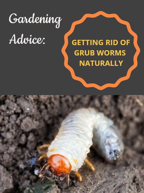 How To Get Rid Of Grubs In The Garden, Grubs How To Get Rid Of, Japanese Beetles Repellant, Grub Worms, Lawn Repair, Lawn Pests, Cabbage Worms, Lavender Lotion, Garden Bugs